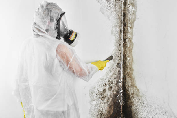 Certified Mold Removal in South Hill, WA