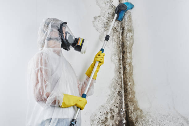 Office Mold Removal Services in South Hill, WA